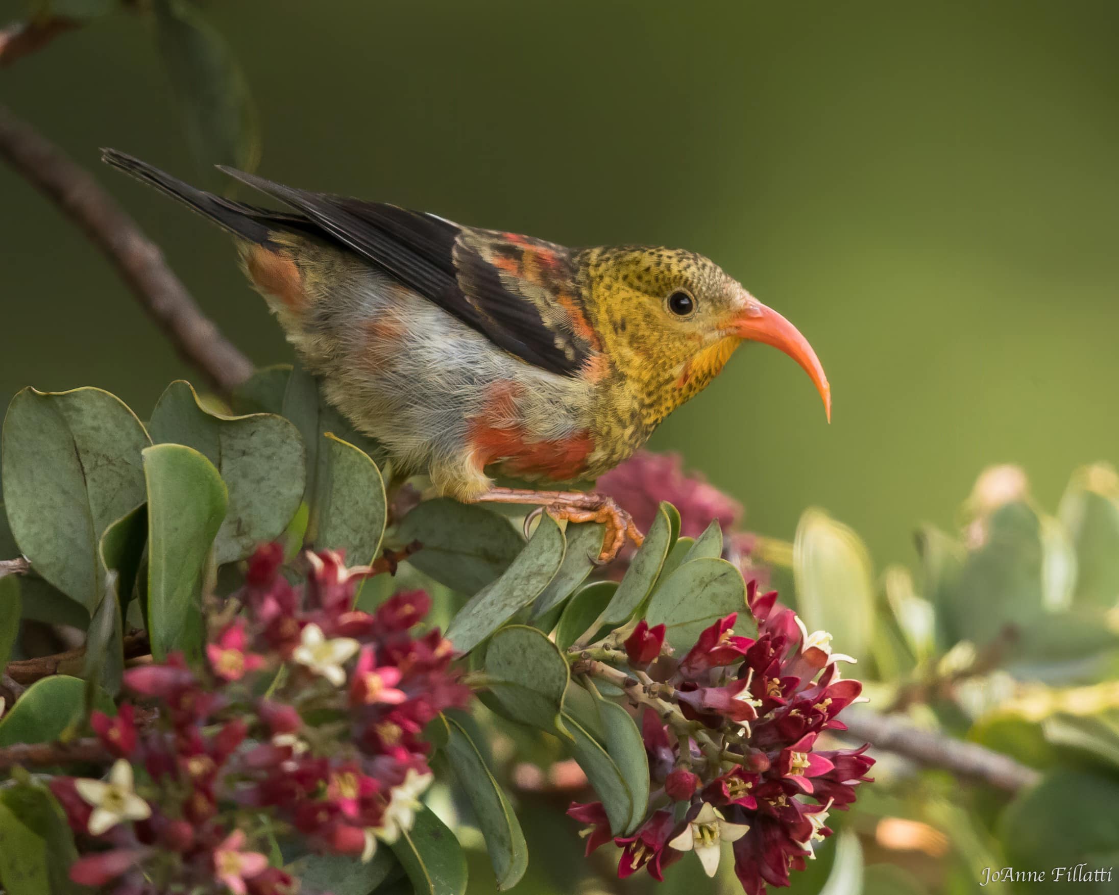 bird of maui image 3